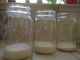 The Amazing Raw Kefir!!